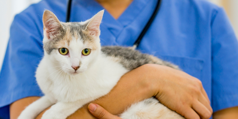 Cat Vaccinations in Graham, North Carolina