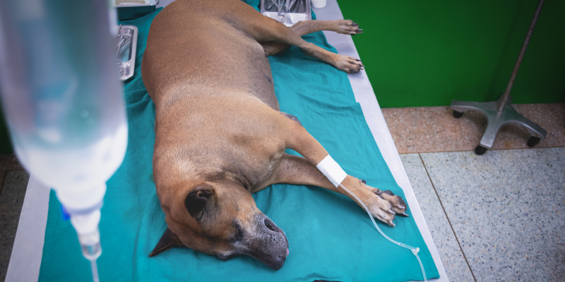 Animal Clinic in Mebane, North Carolina