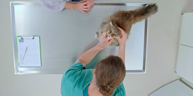 Animal Care Center in Mebane, North Carolina