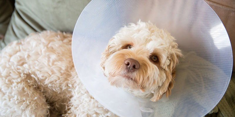 what to expect after dog gets neutered
