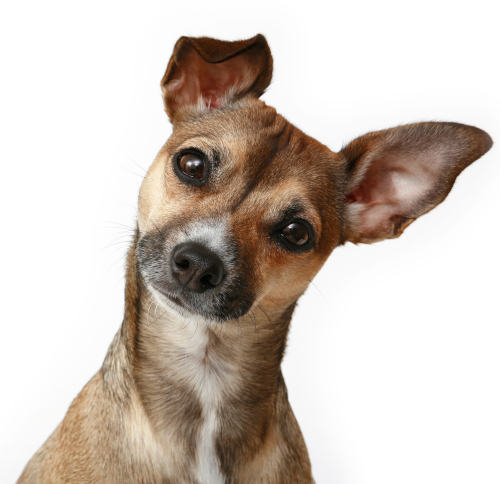 burlington pet hospital