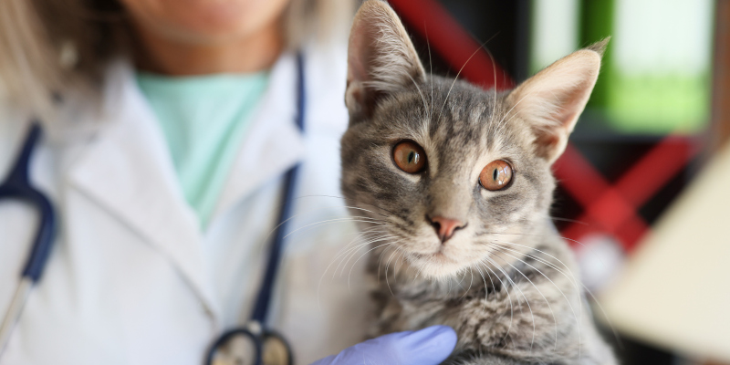 Veterinary Services: What to Expect When You Visit Our Office