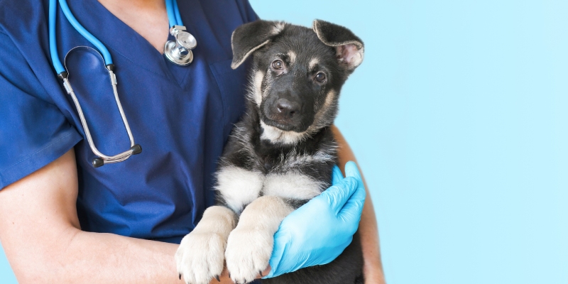 Four Important Things to Know About Our Animal Clinic
