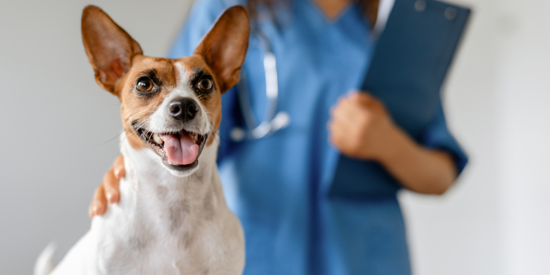 Four Unexpected Times You Should Make a Vet Appointment