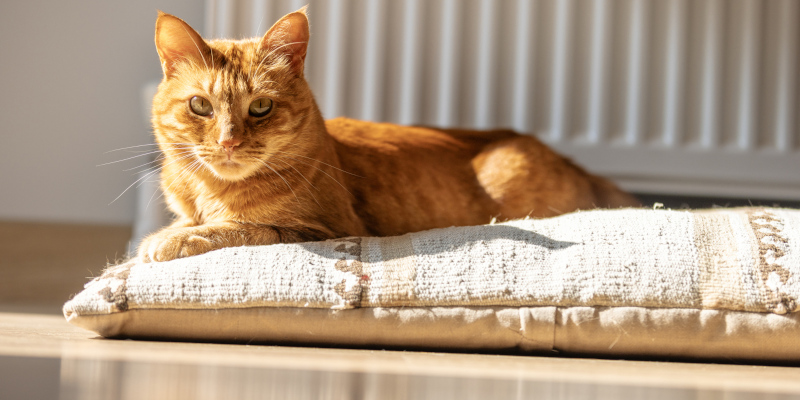 What Your Vet Wishes You’d Ask About Your Dog or Cat